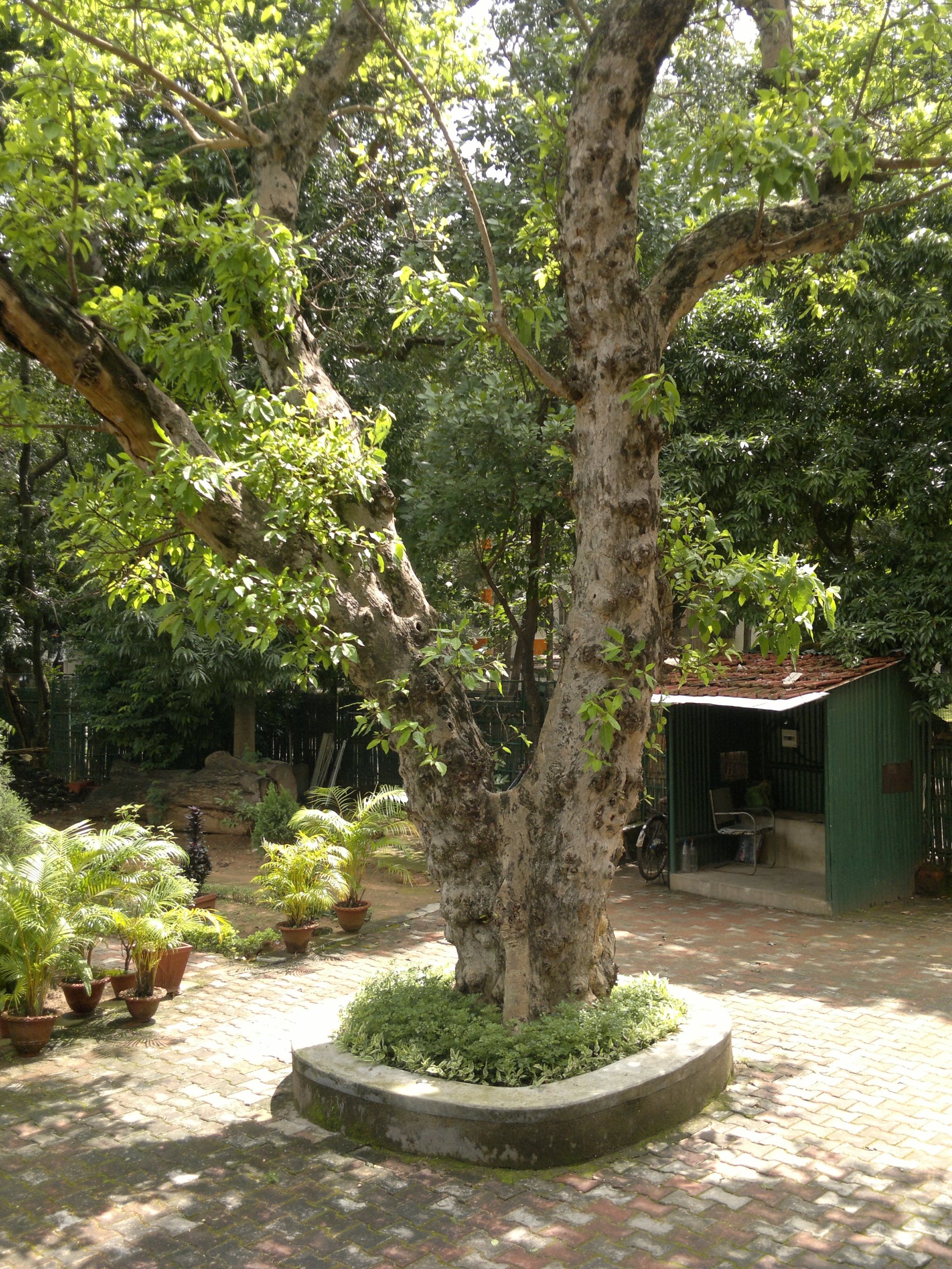 Nakshatra Tree Garden