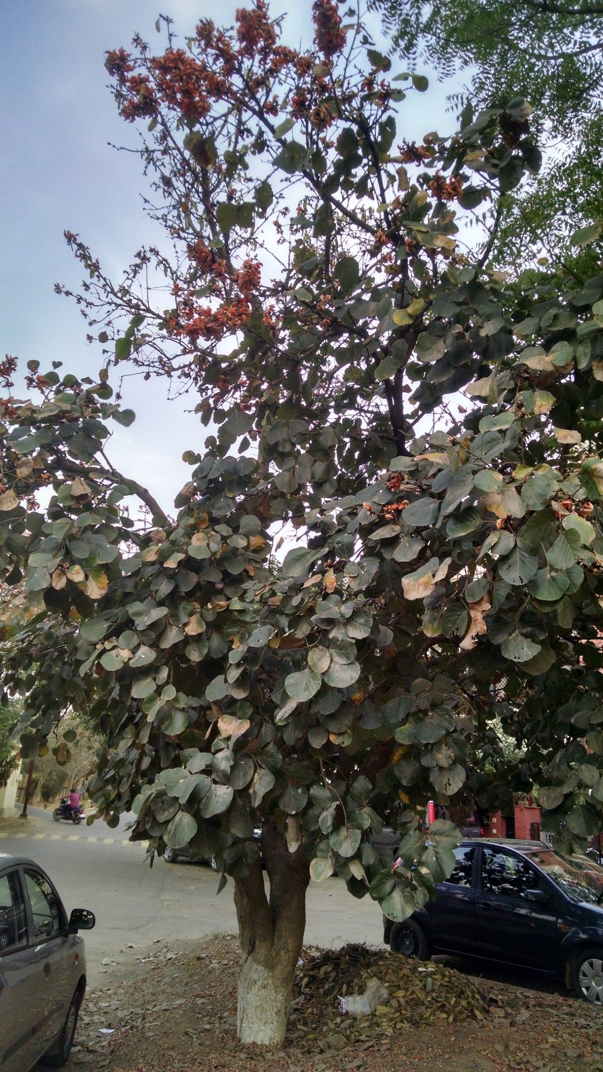 Palasha नक्षत्र वृक्ष Plants & Trees of 27 Nakshatras (Stars) ⋆ Best Indian ...