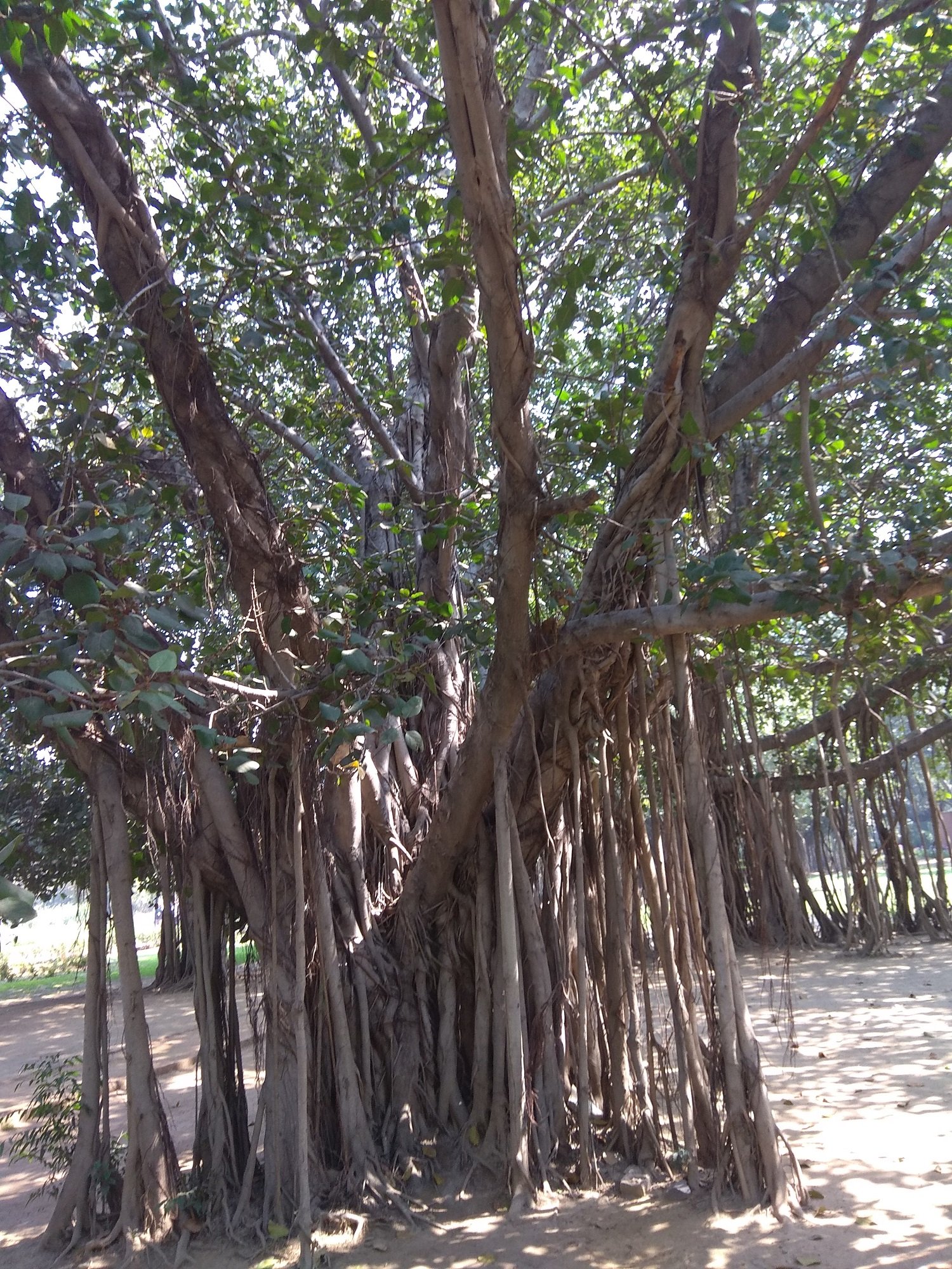 State trees of India राज्य वृक्ष